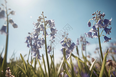 风信子花的照片图片