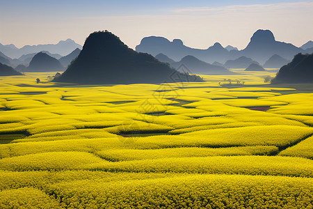 美丽的油菜花田野图片