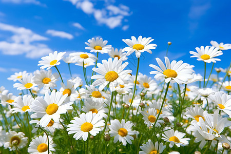 蓝色天空下的白色雏菊背景图片