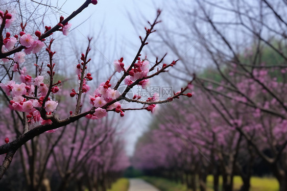 美丽的梅花图片