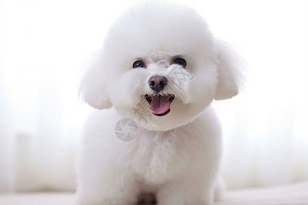蓬松毛发的白色小狗图片