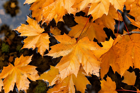 秋天梧桐树的树叶图片