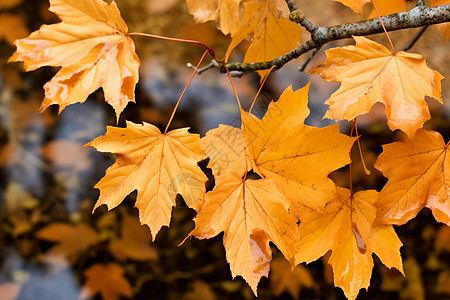秋天的梧桐树图片