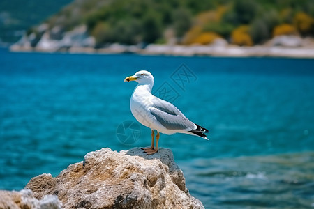 海鸥栖息享受平静的海风图片