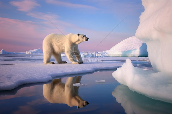 冰上行走的熊图片