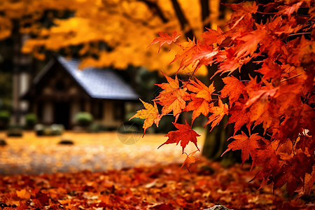 深秋的红叶图片