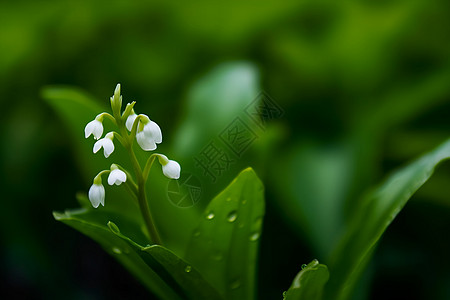 春天 花植物特写背景