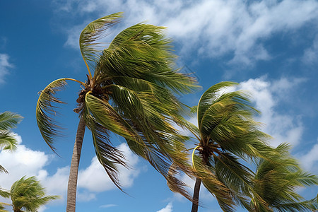 蓝天下的椰子树背景图片