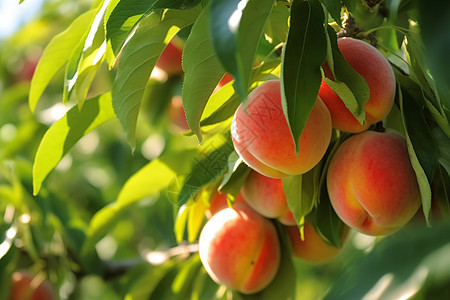 水果桃子果园里的潘桃背景