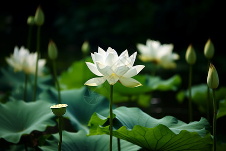 荷花的莲藕图片