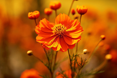 芳香的花朵背景图片