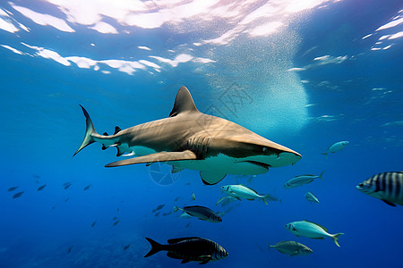 水下觅食的鲨鱼图片