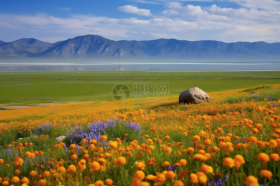 漂亮的花海图片