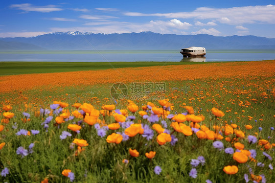 五彩缤纷的花海图片