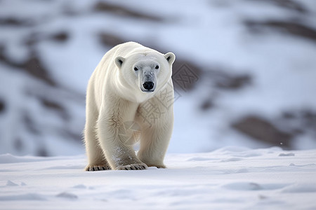 冬天的北极熊图片