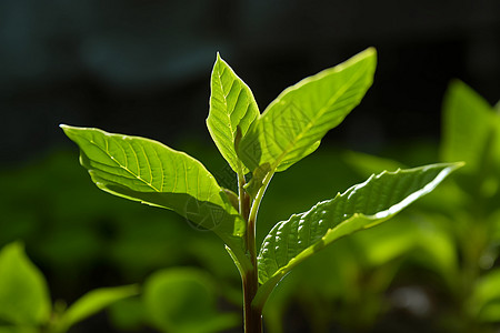 绿色植物特写图片