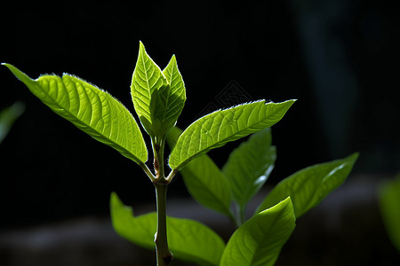 户外的绿色植物图片