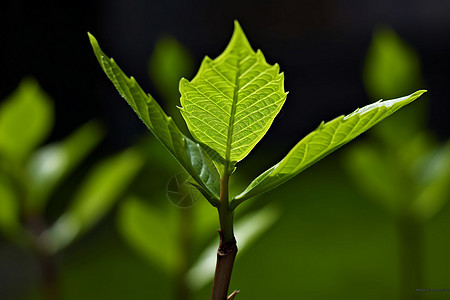 春天绿叶植物图片