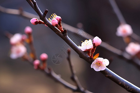 开满鲜花的枝头图片