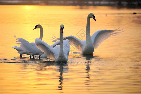 夕阳下湖中的三只天鹅高清图片