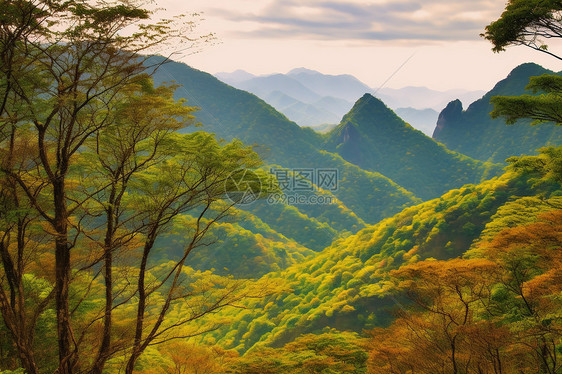 茂密的森林图片