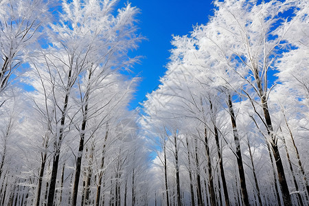 冬天的树林图片
