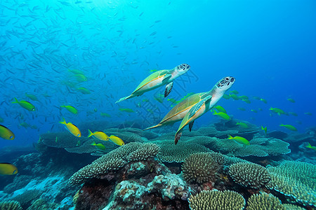 海底游动的海龟高清图片