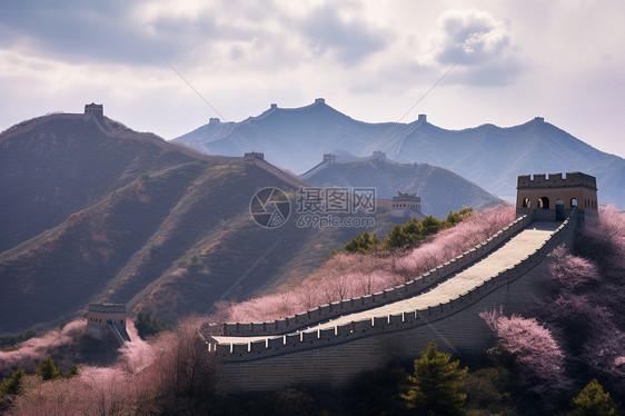 铺满樱花的古文化建筑图片