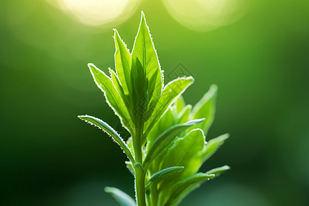 新生的植物嫩芽图片