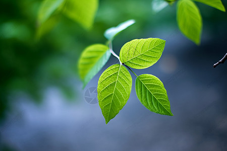 养眼的植物树叶背景图片