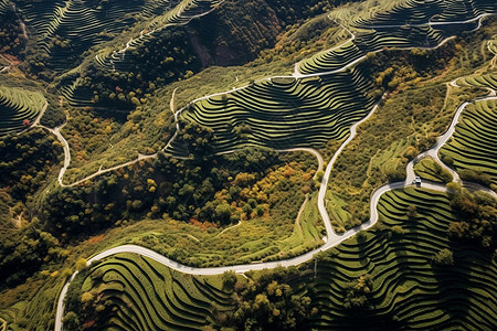 航拍茶田的风景图片