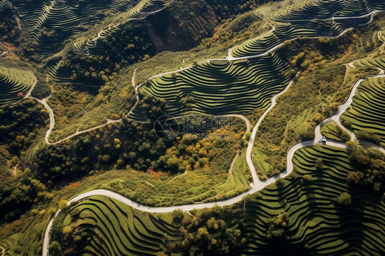 航拍茶田的风景图片