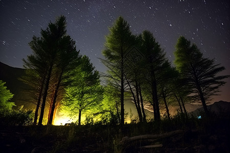 夜晚森林中的风景图片