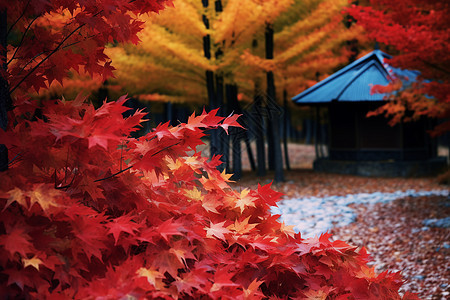 秋天美丽的风景图片