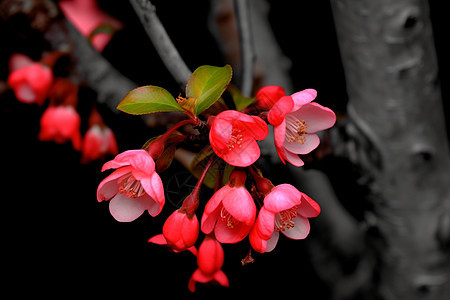 树枝上的海棠花图片