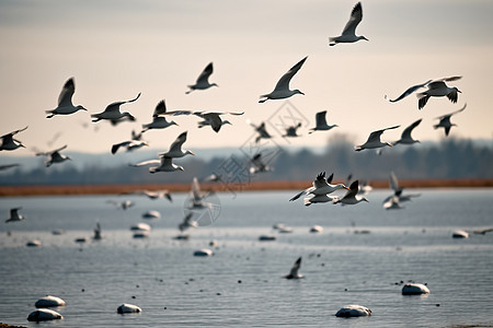 一群飞翔的海鸥图片