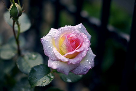 一朵粉色的玫瑰图片