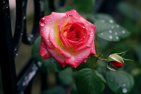 花园中的玫瑰图片