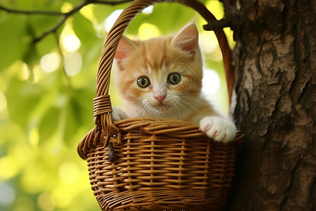 树上篮子里的宠物小猫图片