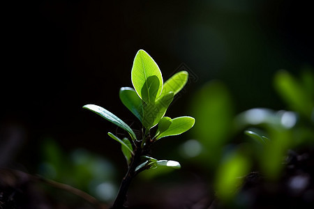 成长的绿色植物图片