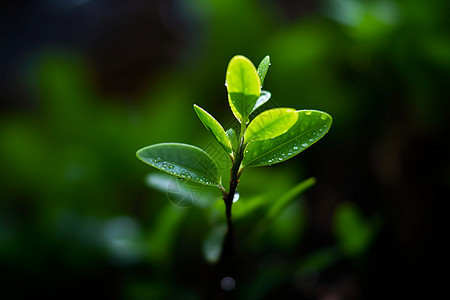 森林里的绿色植物图片