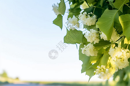 一束菩提树白花图片