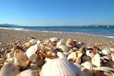 海滩上丰富的贝壳图片