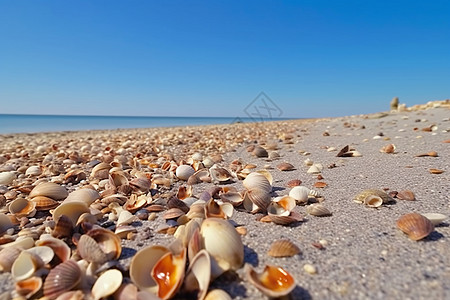 贝壳躺在沙滩上图片
