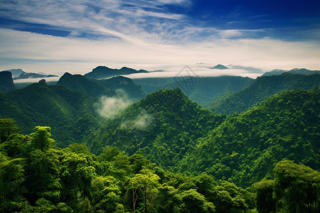 森林背景绿色自然森林背景