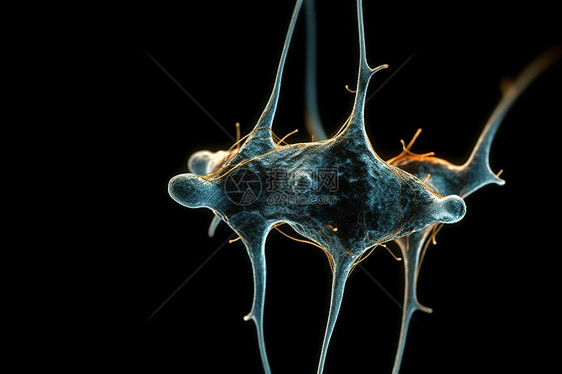 人脑的神经元图片
