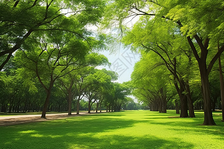 草坪小路绿树成荫的公园背景