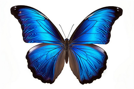 精致的蝴蝶标本图片