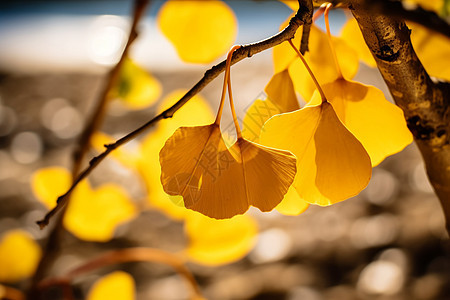 枯黄的树叶背景图片