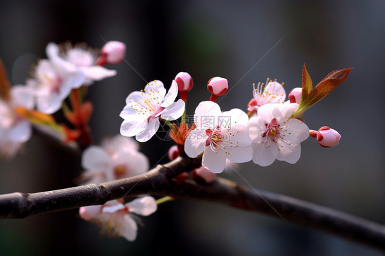 美丽的樱花图片